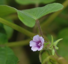 Ipomoea eriocarpa