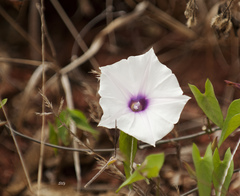 Ipomoea incarnata