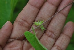 Ipomoea eriocarpa