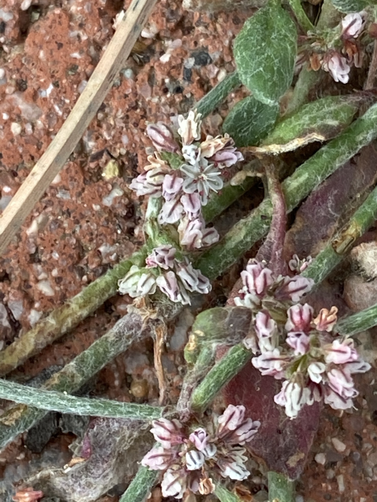 Eriogonum hastatum