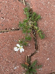 Leptosiphon melingii