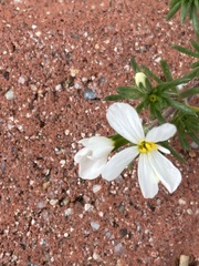 Leptosiphon melingii