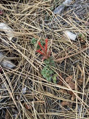 Monardella macrantha macrantha