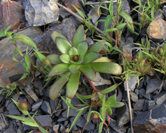 Orostachys maximowiczii