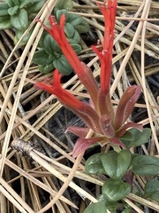 Monardella macrantha macrantha