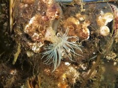 Sagartiogeton undatus