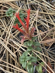 Monardella macrantha macrantha