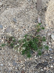 Leptosiphon melingii