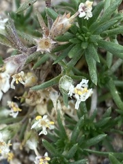 Leptosiphon melingii