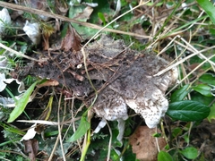 Peltigera aphthosa image