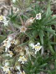 Leptosiphon melingii