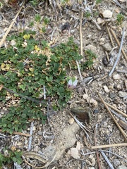 Trifolium wigginsii