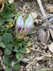 Trifolium wigginsii