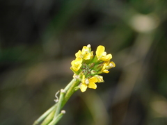 Erysimum marschallianum