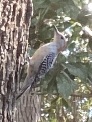 Melanerpes carolinus image