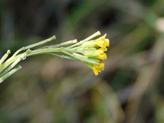 Erysimum marschallianum