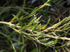 Erysimum marschallianum