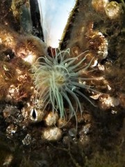 Sagartiogeton undatus