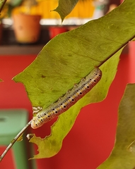 Argyrosticta decumana