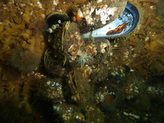 Sagartiogeton undatus
