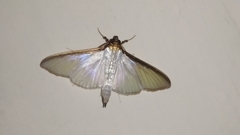 Cydalima laticostalis