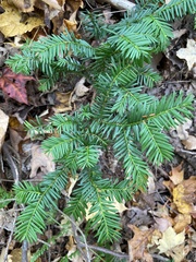 Taxus canadensis