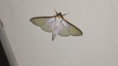 Cydalima laticostalis