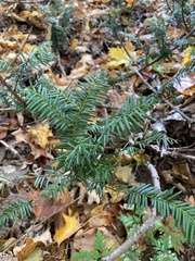 Taxus canadensis