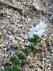 Leptosiphon melingii