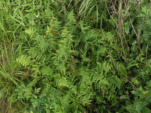 Athyrium yokoscense (Athyrium yokoscense)