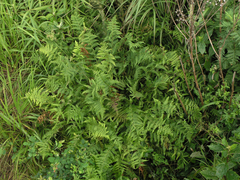Athyrium yokoscense
