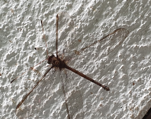 Haploglenius costatus