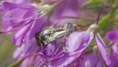 Acontiinae