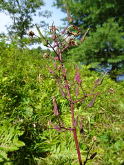 Lactuca hirsuta