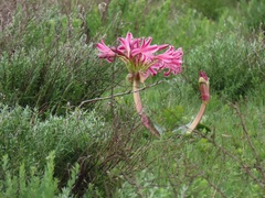 Crinum stuhlmannii delagoense