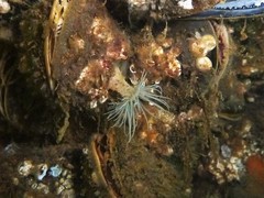 Sagartiogeton undatus