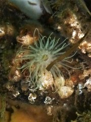 Sagartiogeton undatus