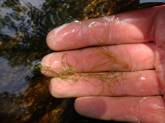 Najas gracillima