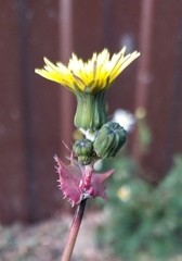Sonchus oleraceus