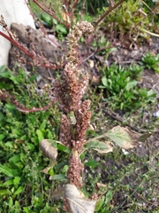 Amaranthus retroflexus