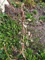 Amaranthus retroflexus