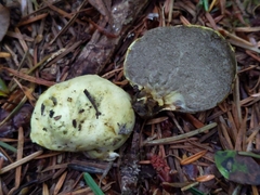 Truncocolumella citrina