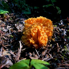 Ramaria aurantiisiccescens