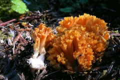 Ramaria aurantiisiccescens