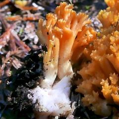 Ramaria aurantiisiccescens