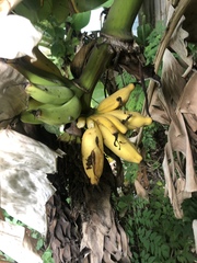Musa × paradisiaca