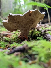 Sarcodon stereosarcinon