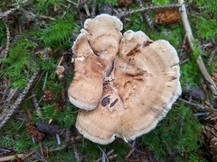 Sarcodon stereosarcinon