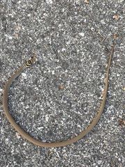 Hierophis viridiflavus carbonarius
