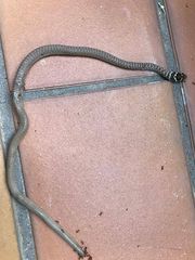 Hierophis viridiflavus carbonarius
